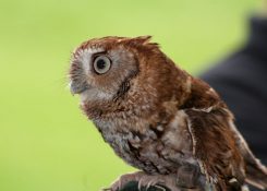 Eastern Screen Owl