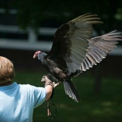Regina Akin showing off the amazing wing span of resident Turkey Vulture Basil