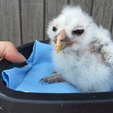 A rescued fledgling