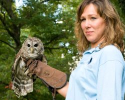 Lauren Norvell & resident barred owl Hoot