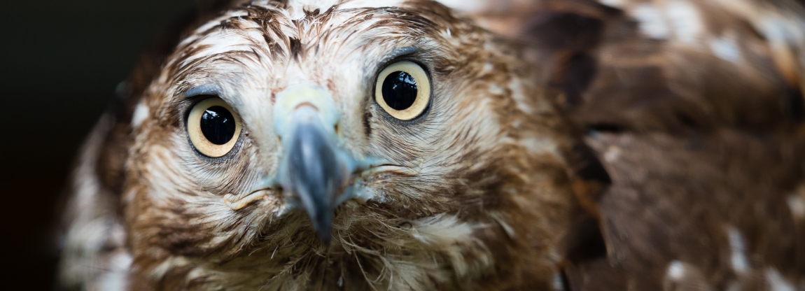 A wet red tailed hawk caught in the rain, up close and personal.